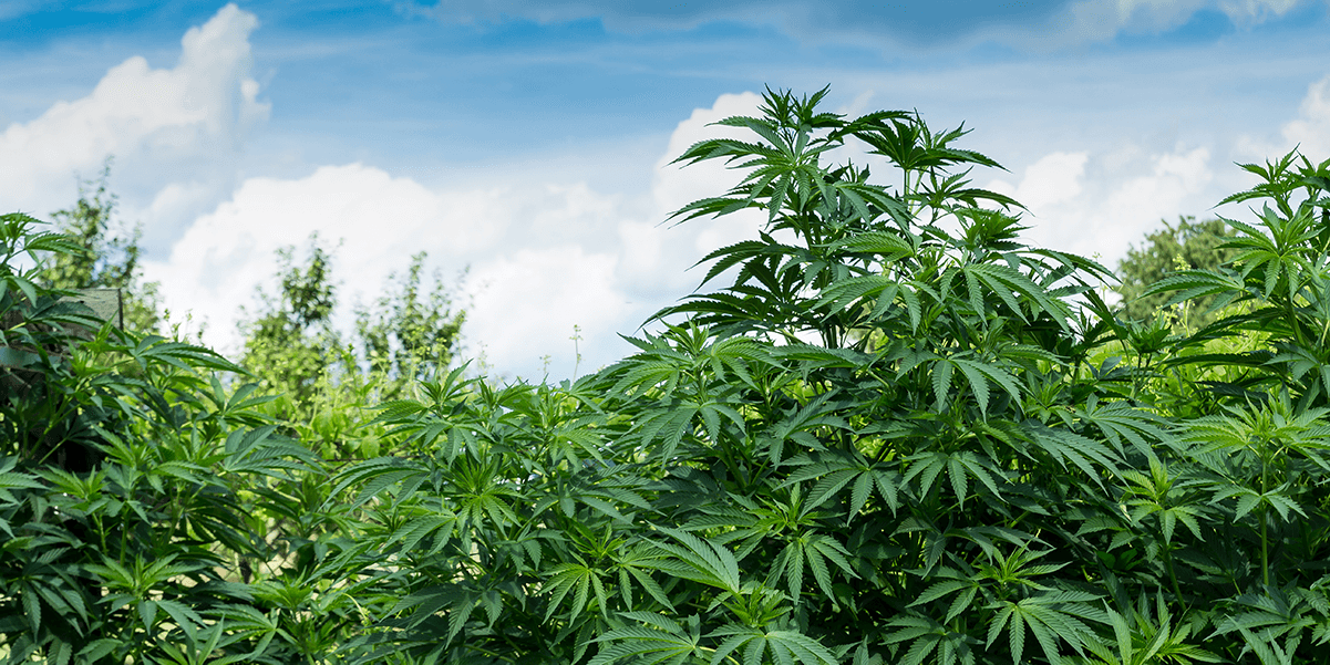 CBN: How A New Cannabinoid Helps the Mind*