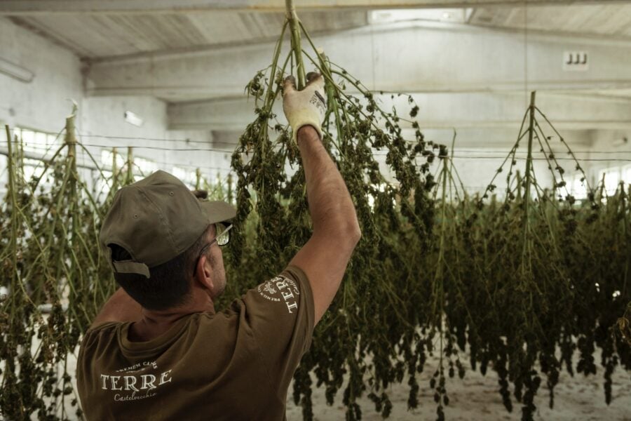 What’s In Full Spectrum Hemp Extract?